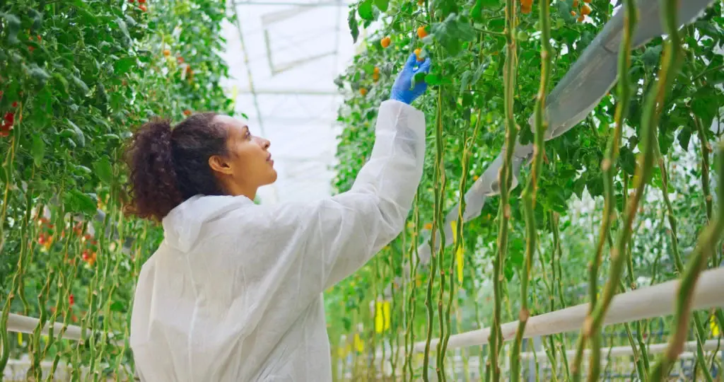 Woman in lab coat handling fruit on a vine